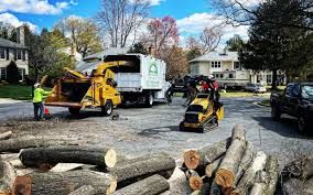 Best Hazardous Tree Removal  in Bristow, OK