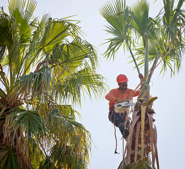  Bristow, OK Tree Removal Pros